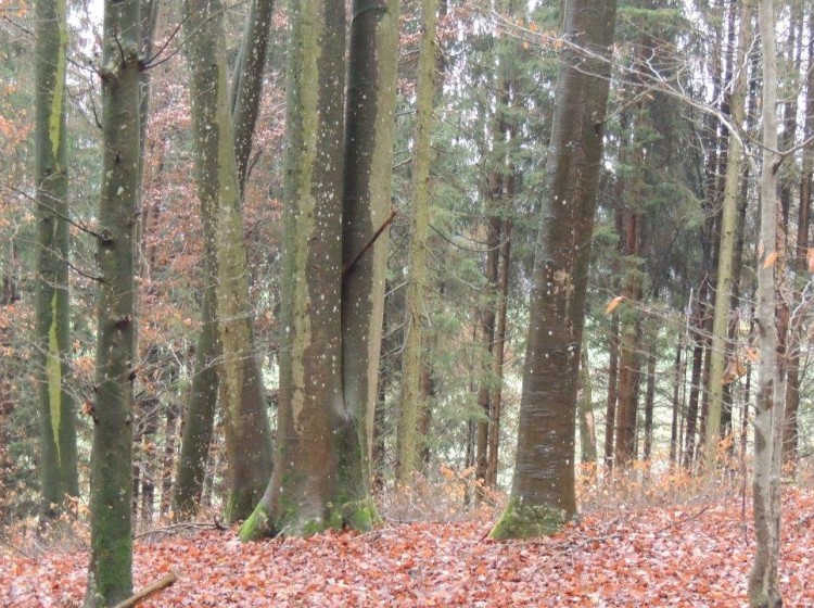 Objektfoto: Waldgrundstück in Auersbach bei Feldbach