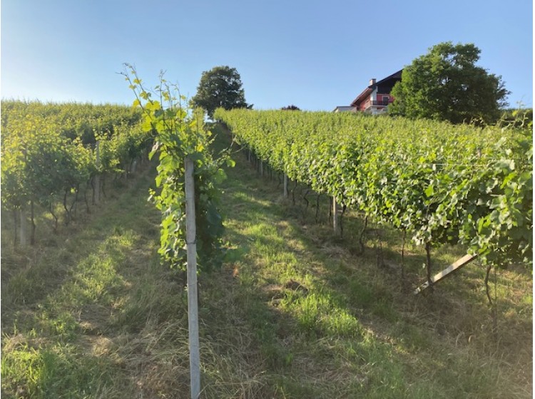 Objektbild: Weingarten (teilweise Bauerwartungsland!!) in Hatzendorf