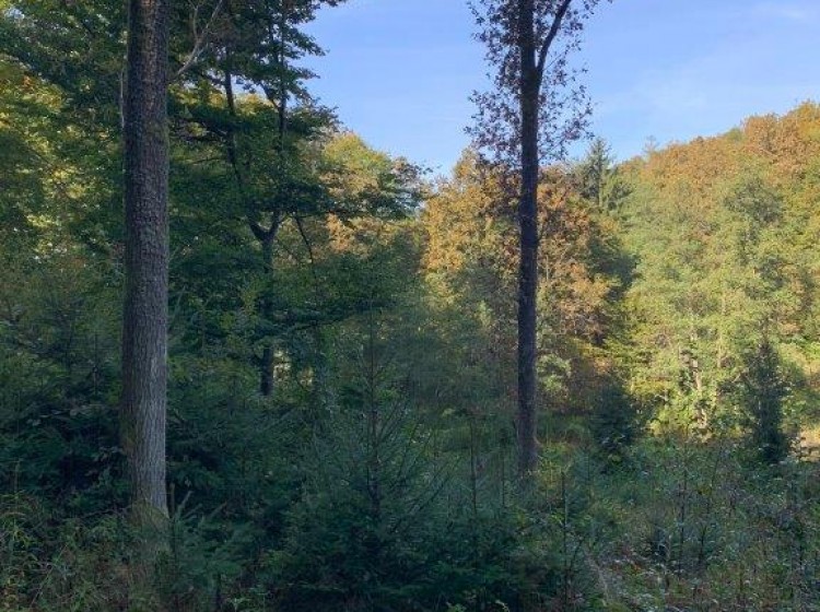 Objektbild: WERTANLAGE - ca. 1,3 ha Mischwald in schöner Lage und guter Erreichbarkeit