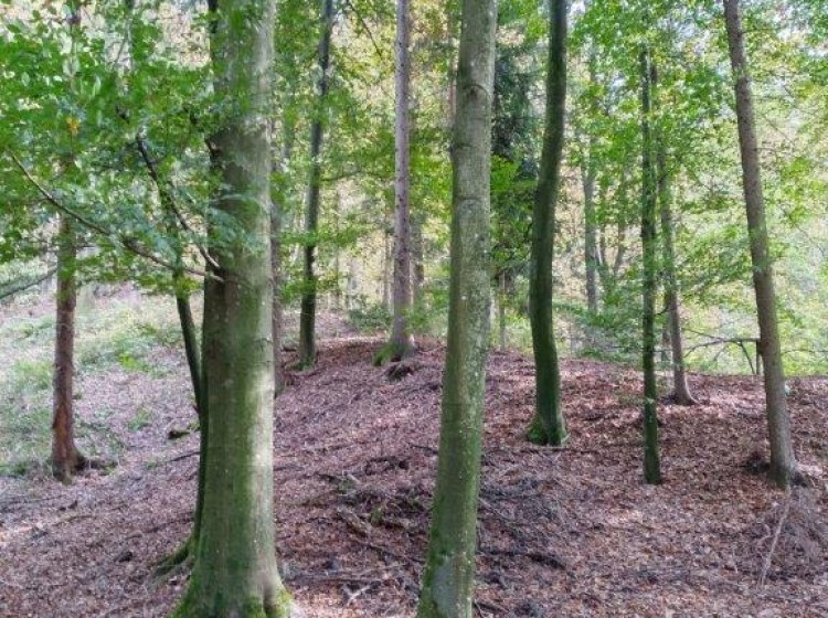 Objektbild: Landwirtschaftliche Grünflächen + Mischwald für Naturliebhaber oder Anleger
