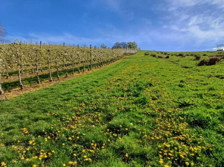 Objektbild: Apfeldorf Kukmirn – ca. 5 ha ertragsfähige Obstplantagen, Weingartenkultur, Wald- und Brachflächen