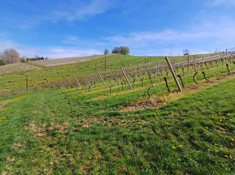 Objektbild: Apfeldorf Kukmirn – ca. 5 ha ertragsfähige Obstplantagen, Weingartenkultur, Wald- und Brachflächen