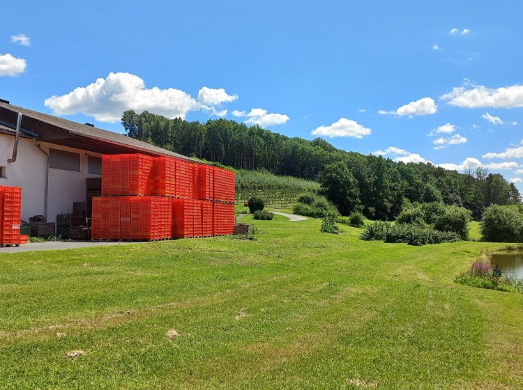 Objektbild: Apfeldorf Kukmirn - Obstlagerhalle mit ca. 30 Tonnen Lagerkapazität + Brennerei + ca. 3.000 m² Beregnungsteichanlage