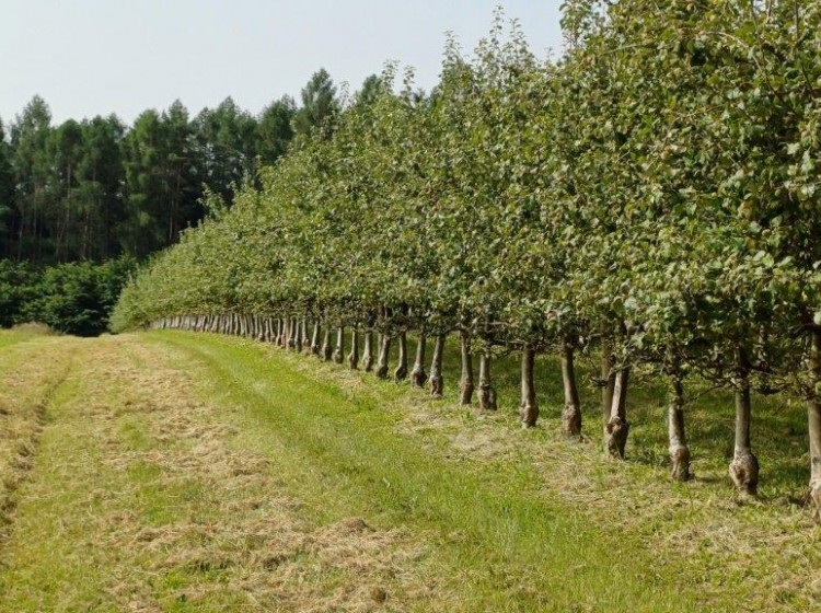 Objektbild: Eins sein mit der Natur - ca. 14.438 m² schönste Aussichts- und Ruhelage mit großem Baulandanteil!